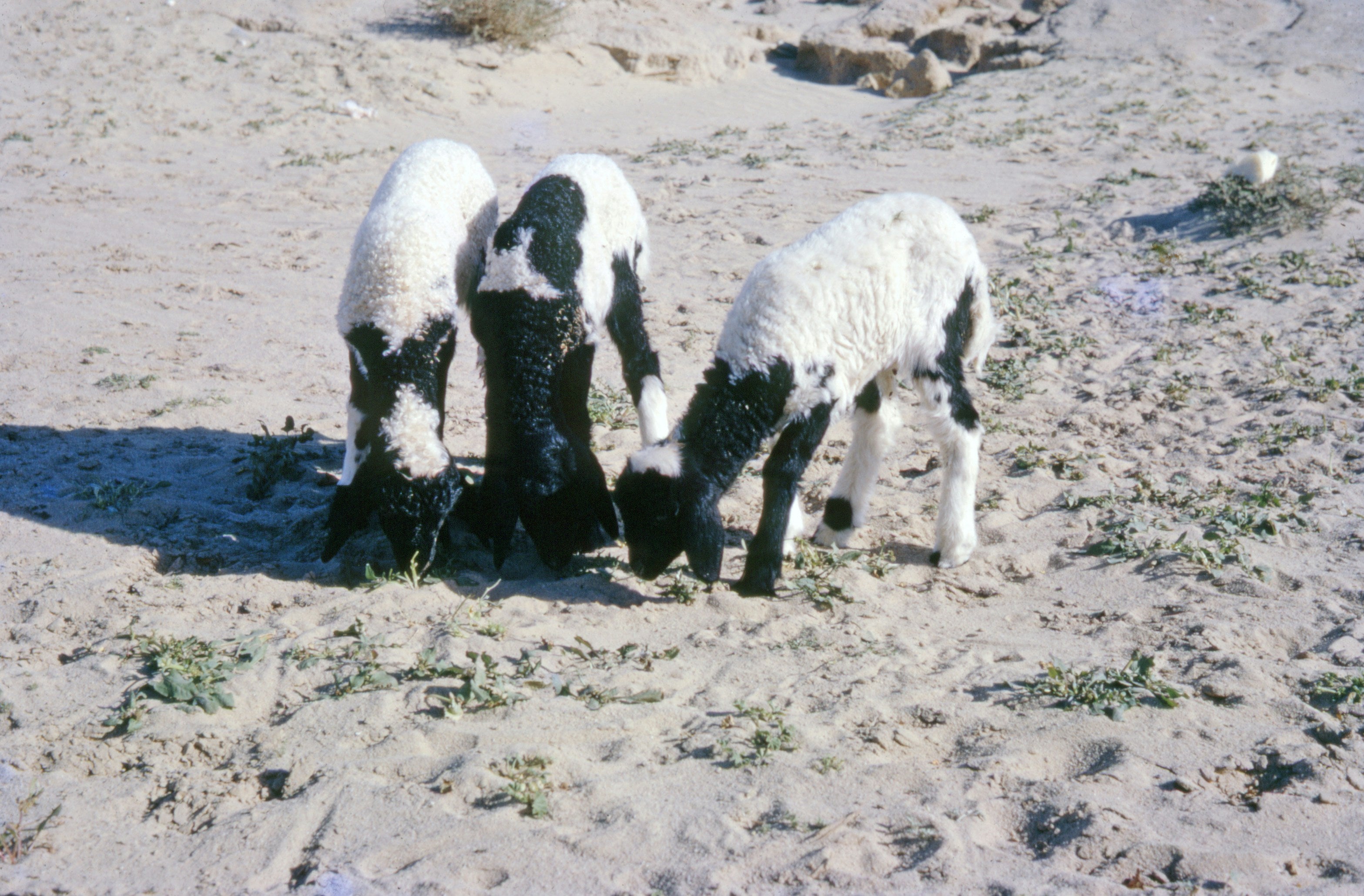 Qurbani Goat – Feed IDP Families in Somalia & Dadaab