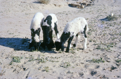 Qurbani Goat – Feed IDP Families in Somalia & Dadaab