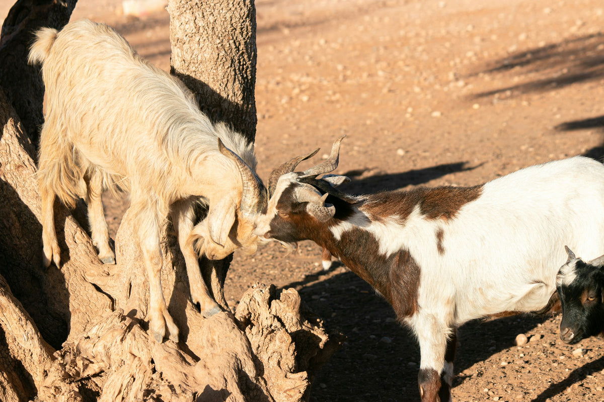 Qurbani Goat – Feed IDP Families in Somalia & Dadaab
