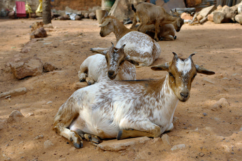 Qurbani Goat – Feed IDP Families in Somalia & Dadaab