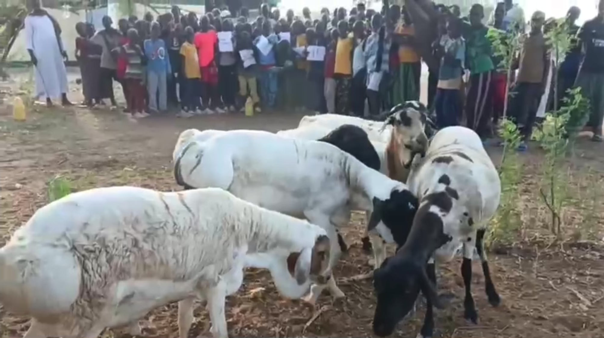 Qurbani Goat – Feed IDP Families in Somalia & Dadaab