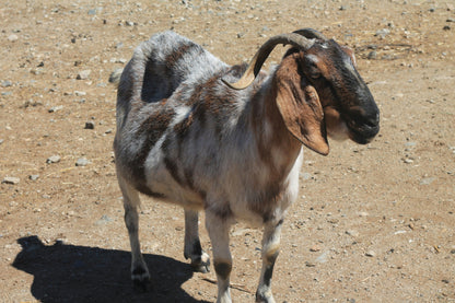 Qurbani Goat – Feed IDP Families in Somalia & Dadaab